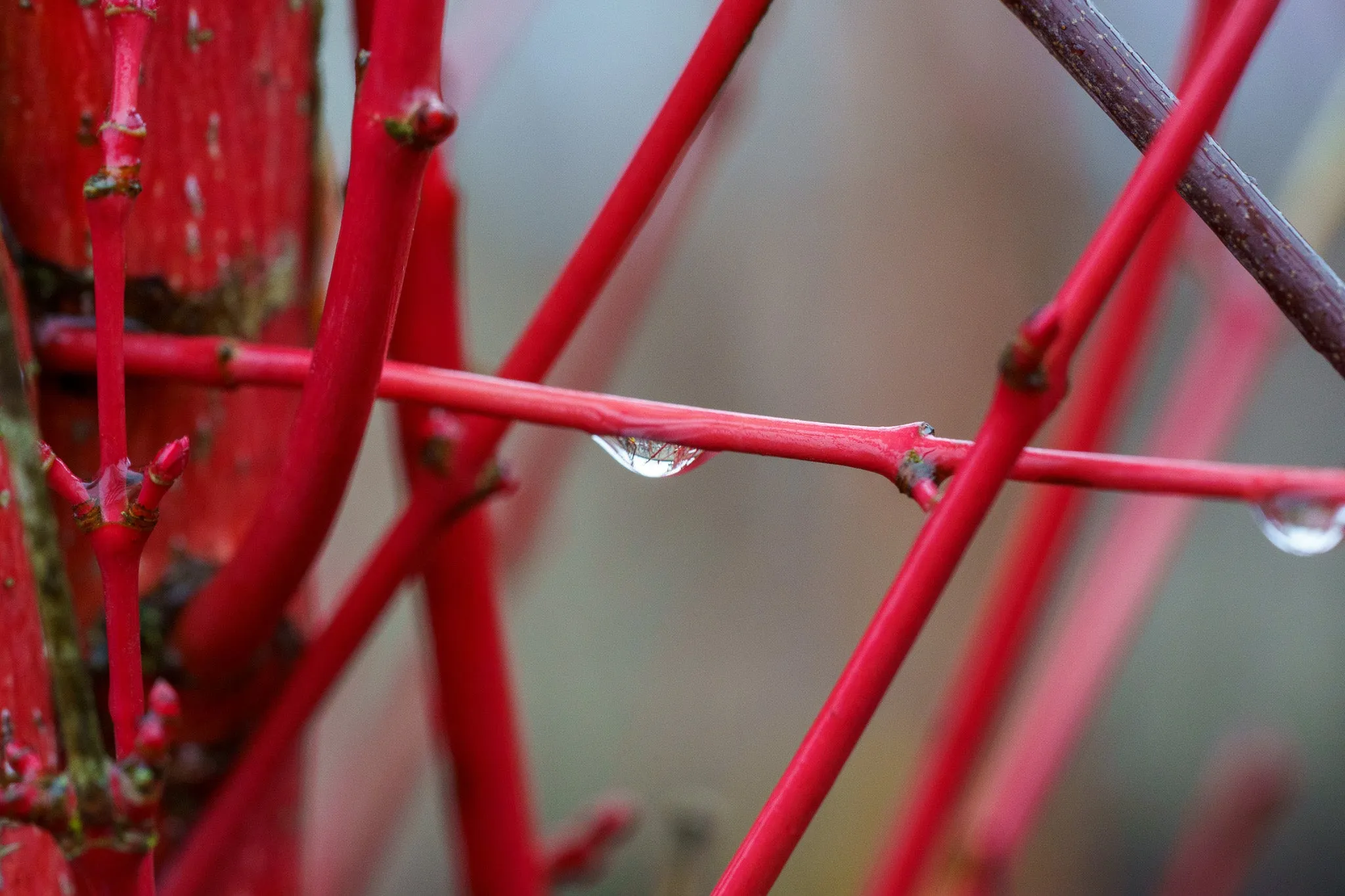 Bailey's Red-Twig Dogwood