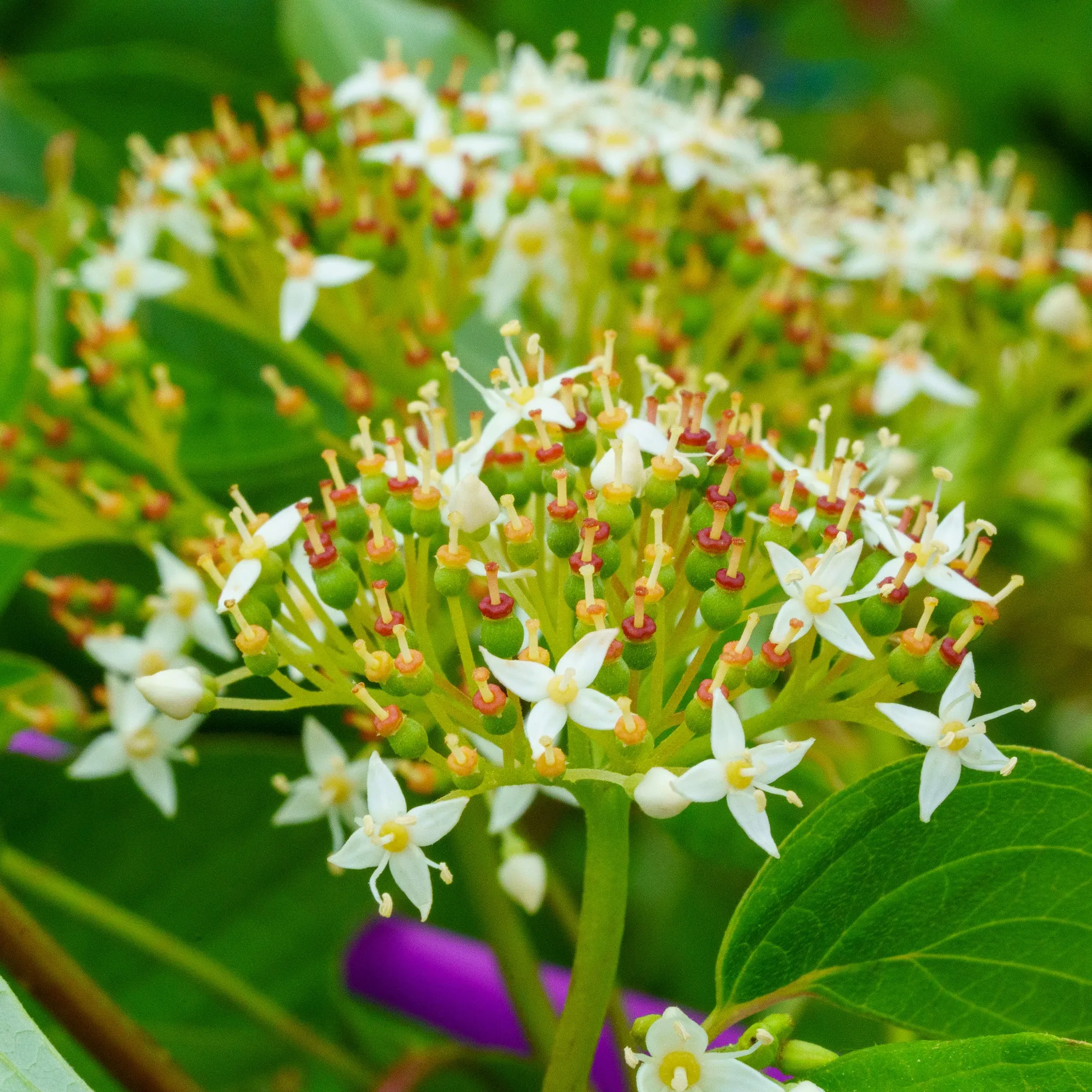 Bailey's Red-Twig Dogwood