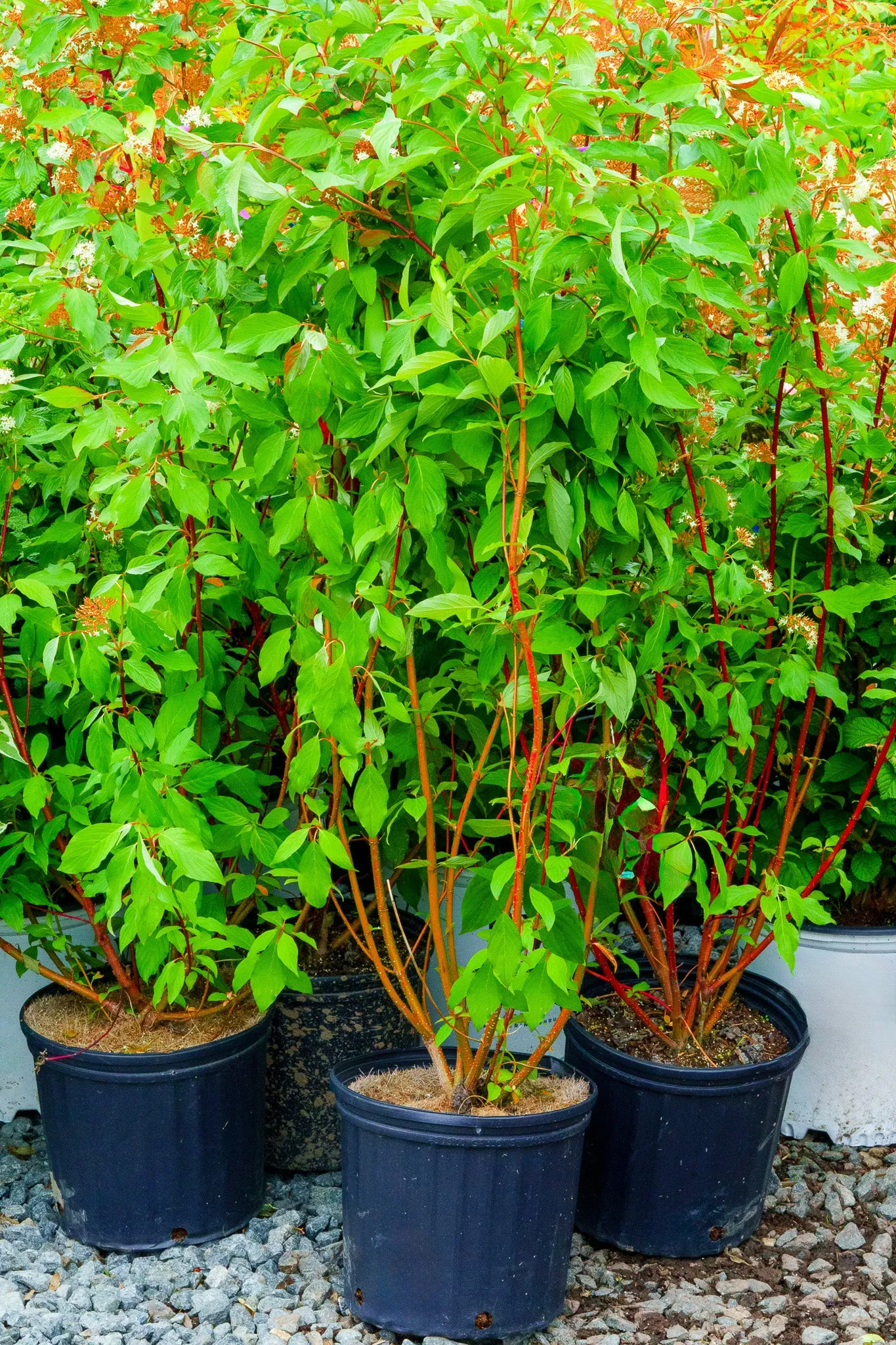 Bailey's Red-Twig Dogwood