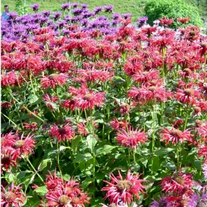 Bergamot, Bee Balm - MONARDA 'Cambridge Scarlet'