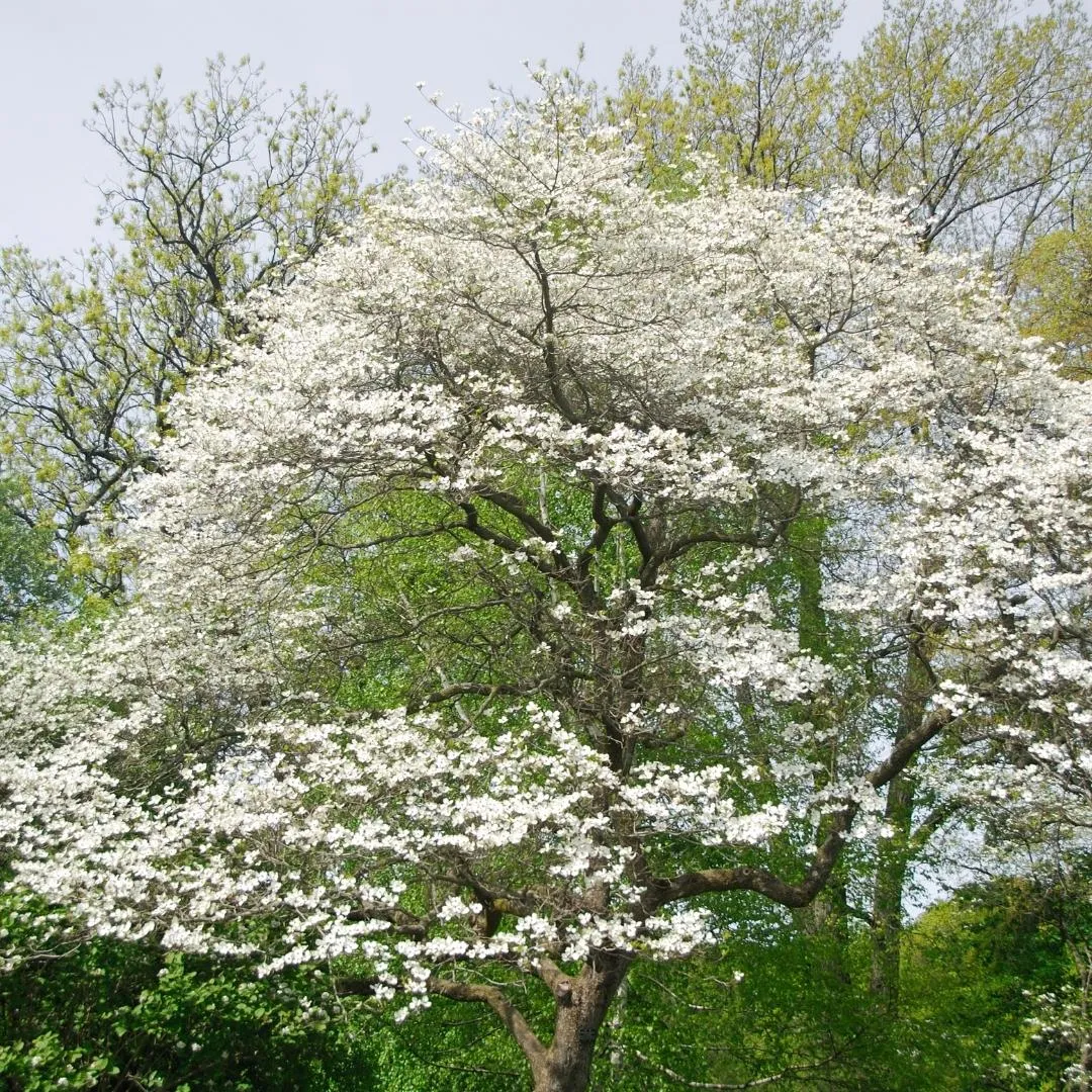 Cherokee Princess Dogwood