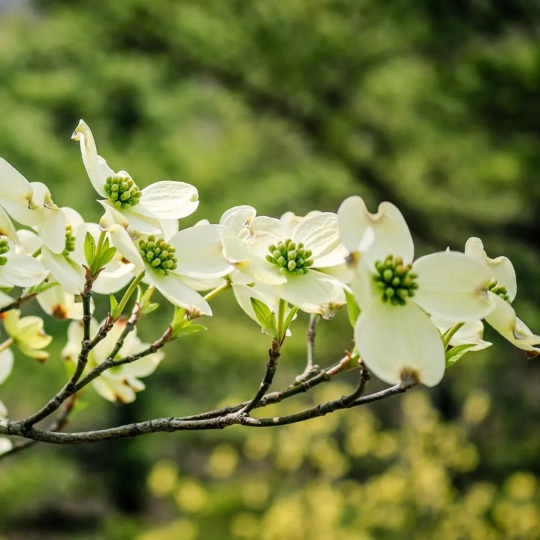 Cherokee Princess Dogwood