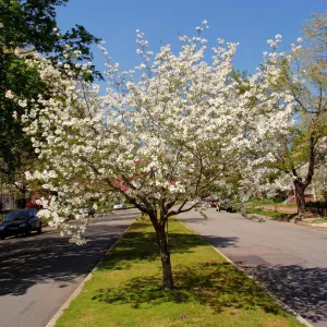 Cherokee Princess Dogwood