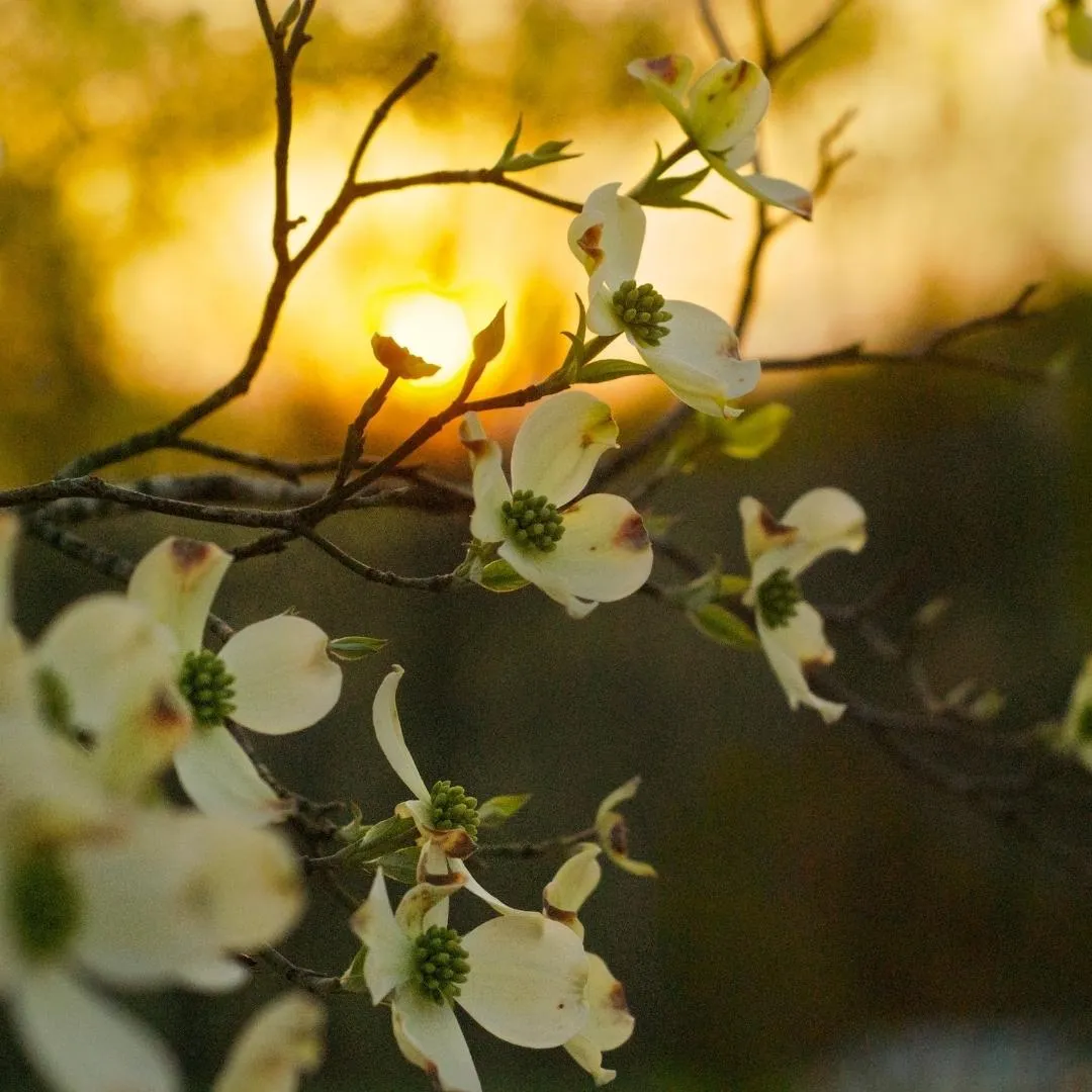 Cherokee Princess Dogwood