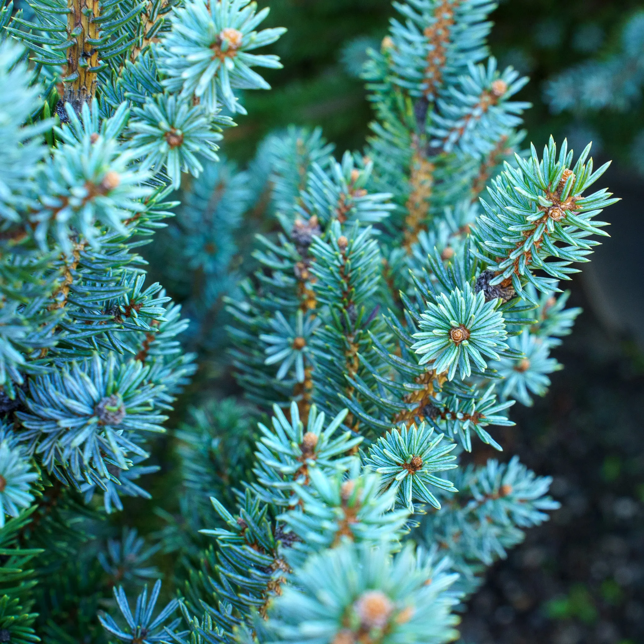 Corbet Blue Spruce