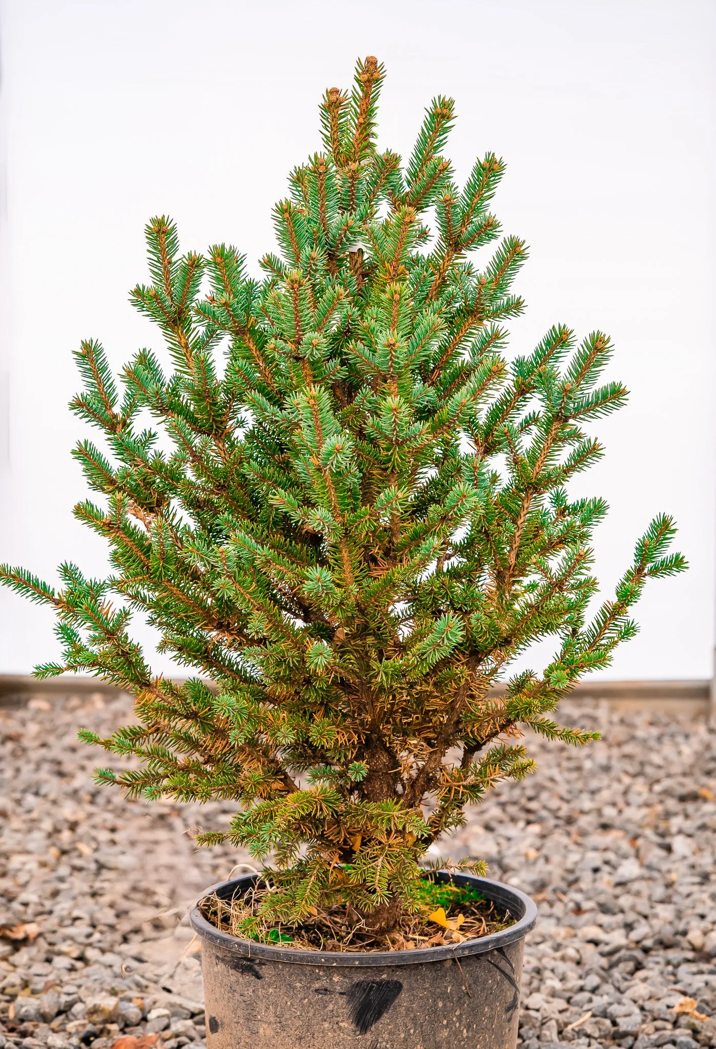 Corbet Blue Spruce