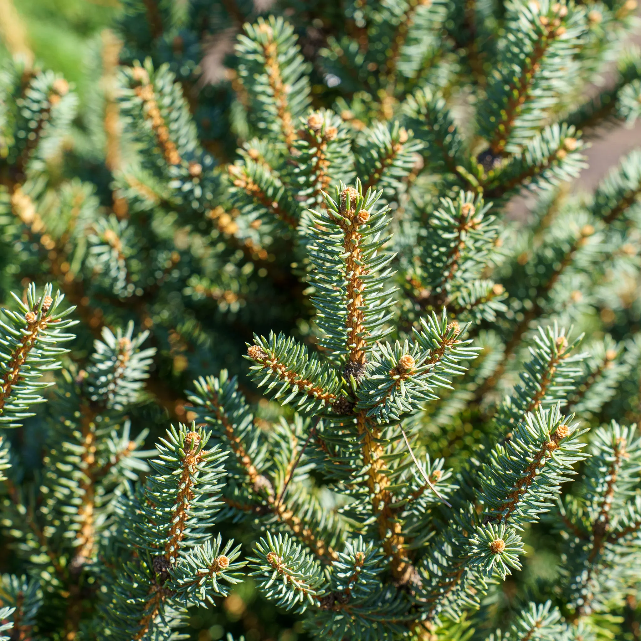 Corbet Blue Spruce