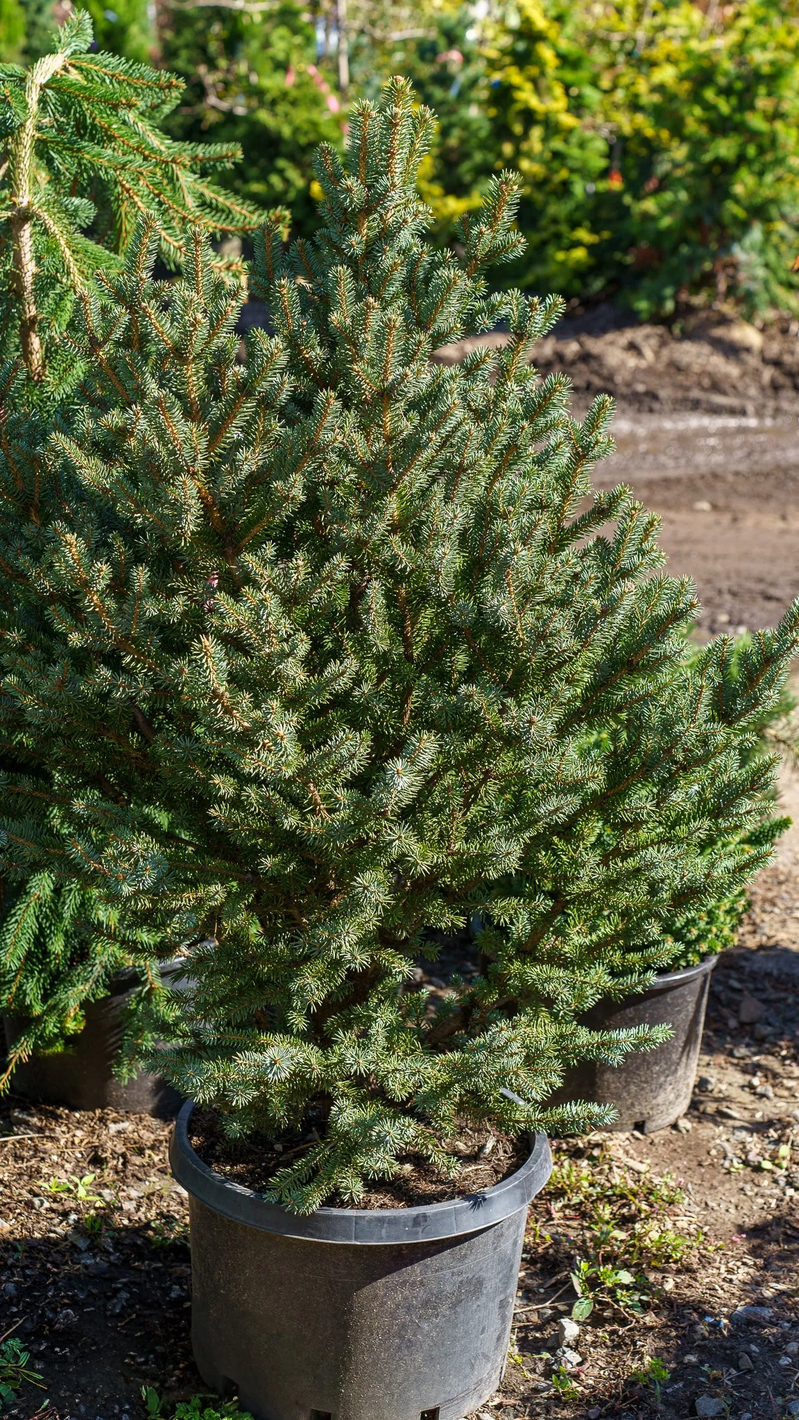 Corbet Blue Spruce