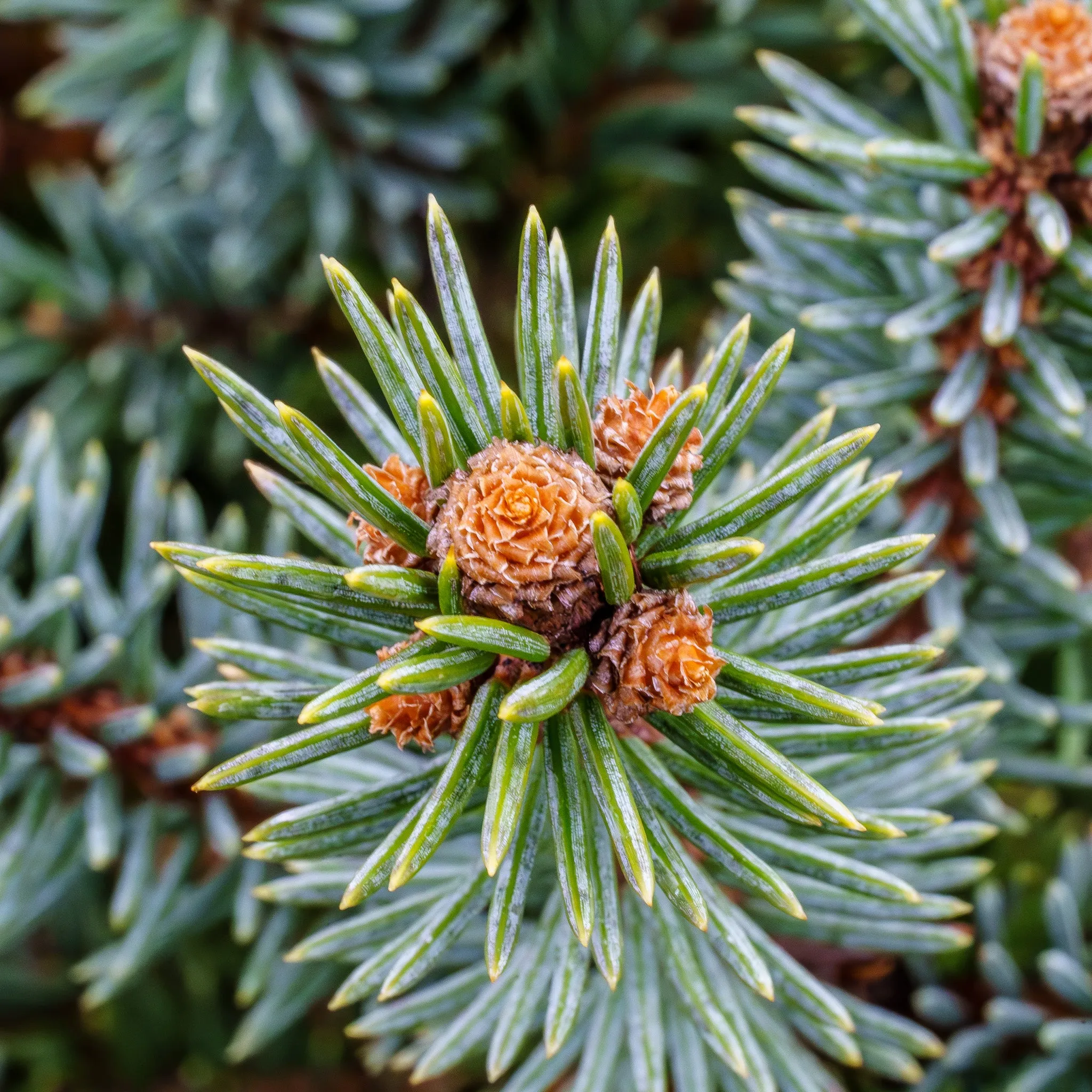 Corbet Blue Spruce