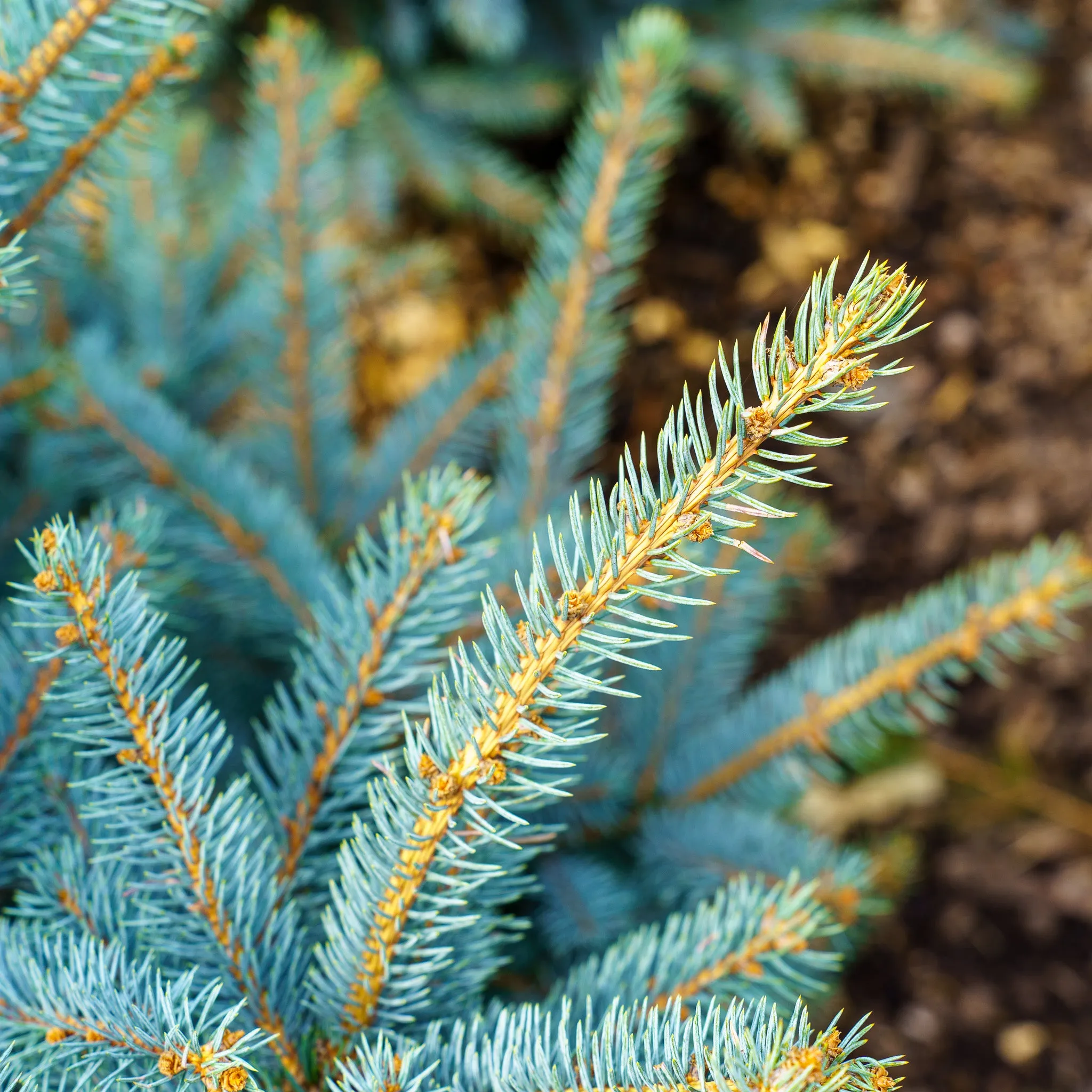 Fat Albert Colorado Blue Spruce