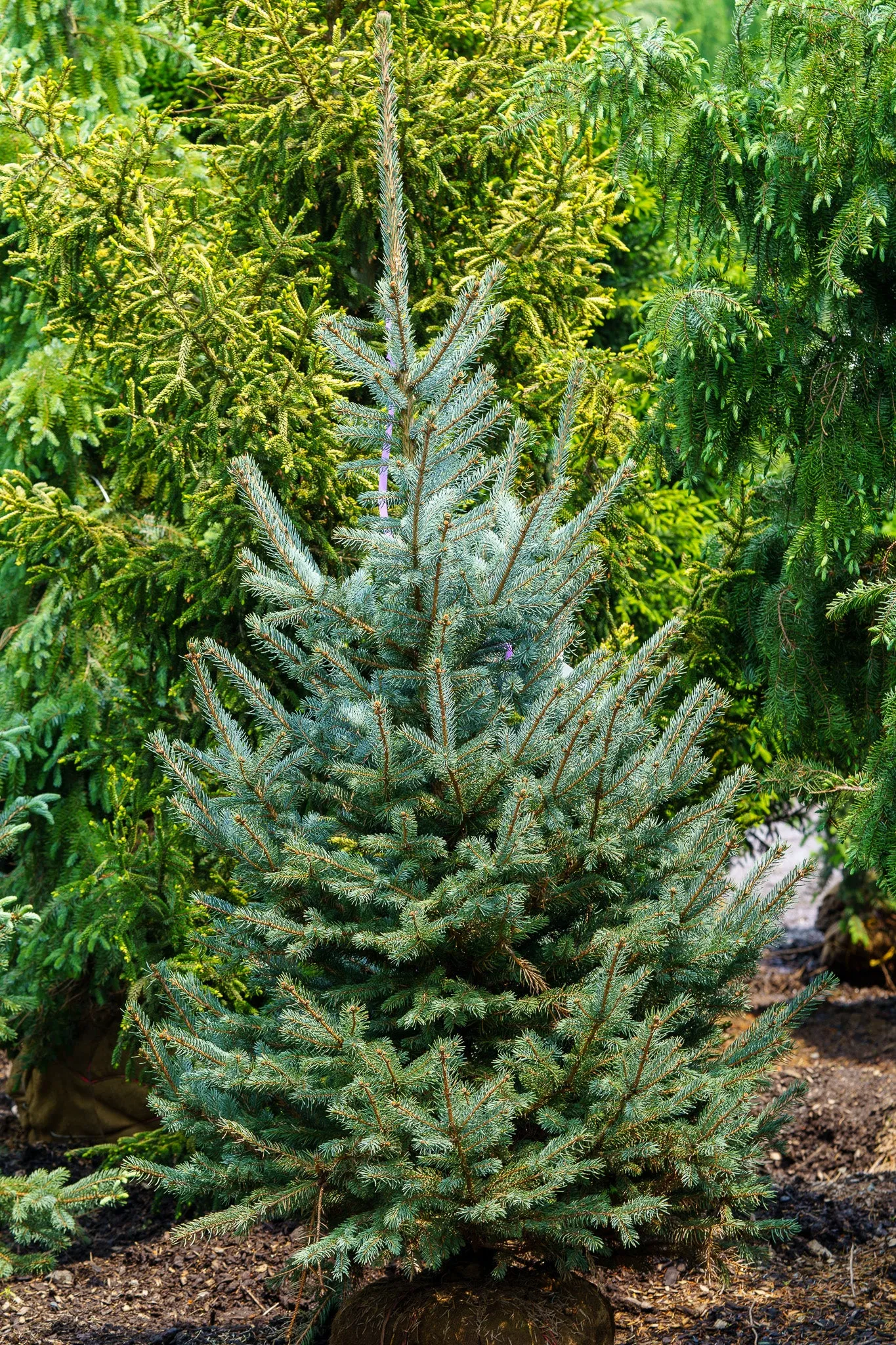 Fat Albert Colorado Blue Spruce