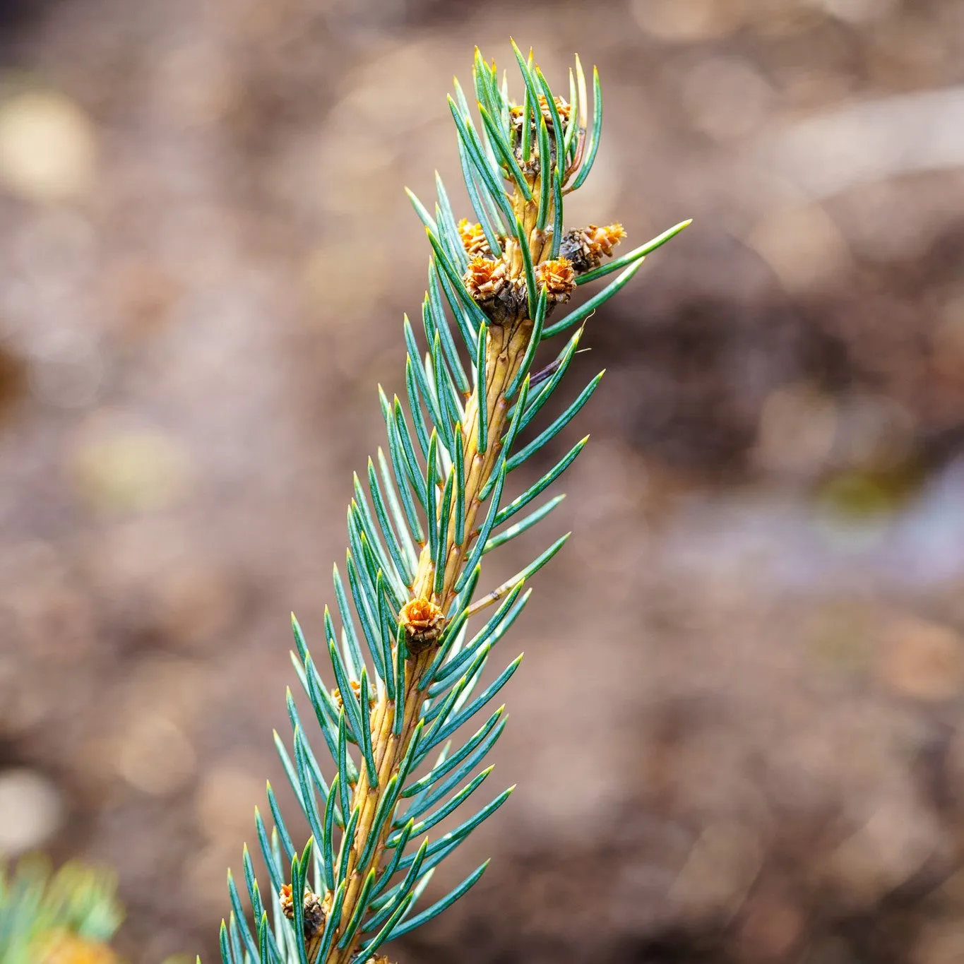 Fat Albert Colorado Blue Spruce