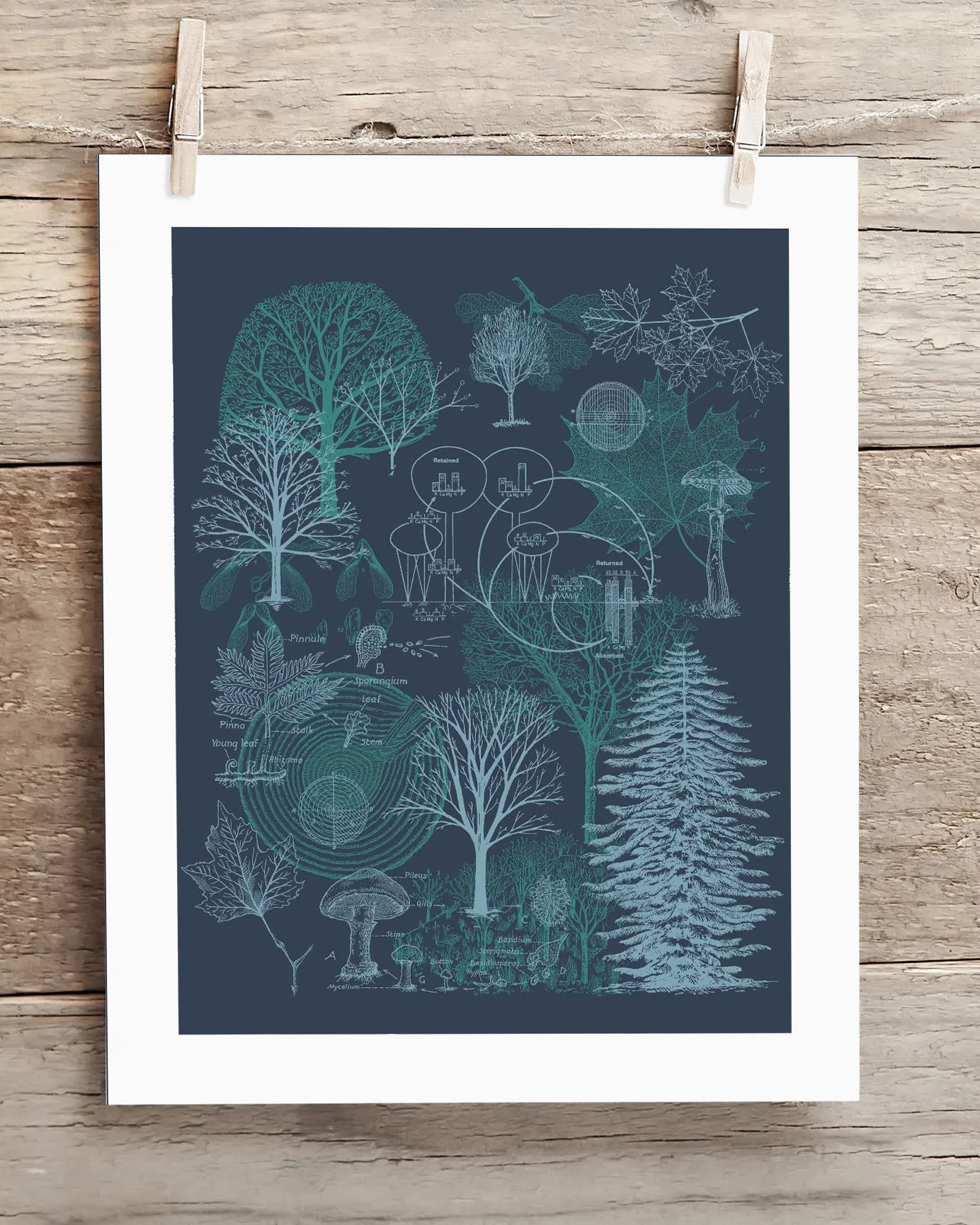 Forest Scientific Illustration Museum Print