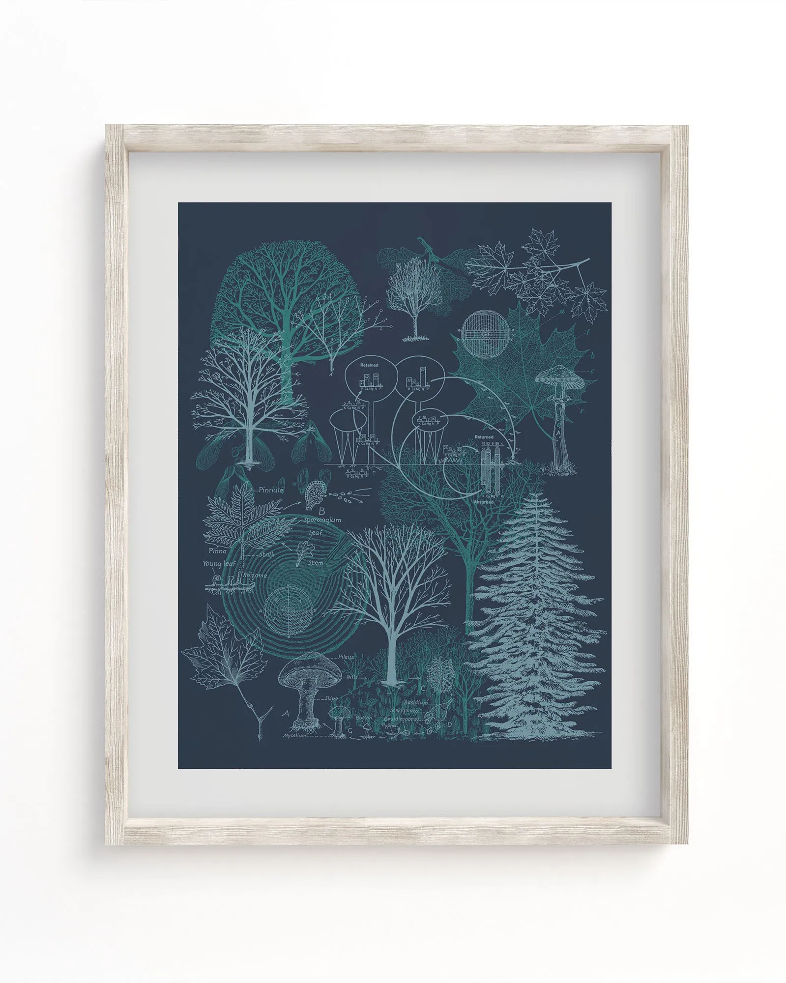 Forest Scientific Illustration Museum Print