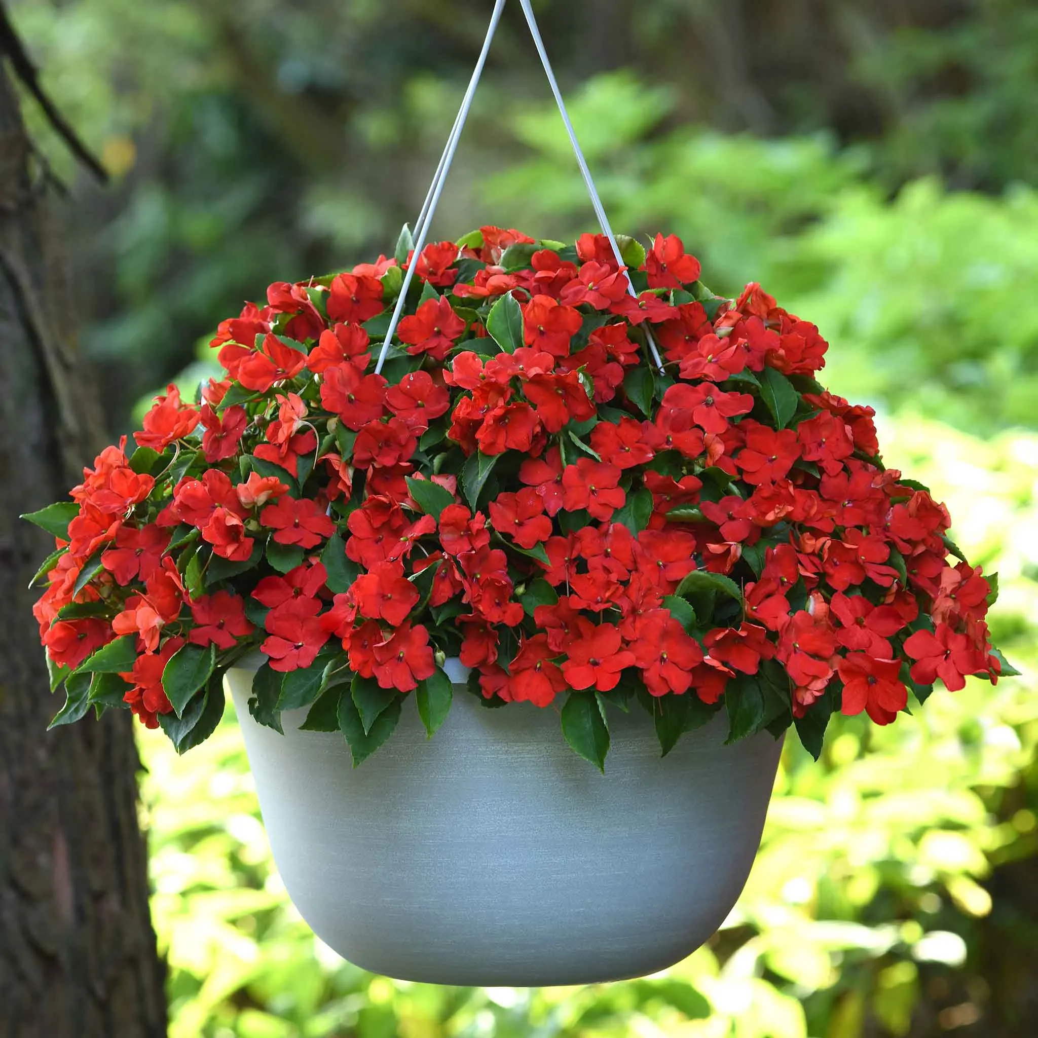 Impatiens Seeds - Beacon Bright Red