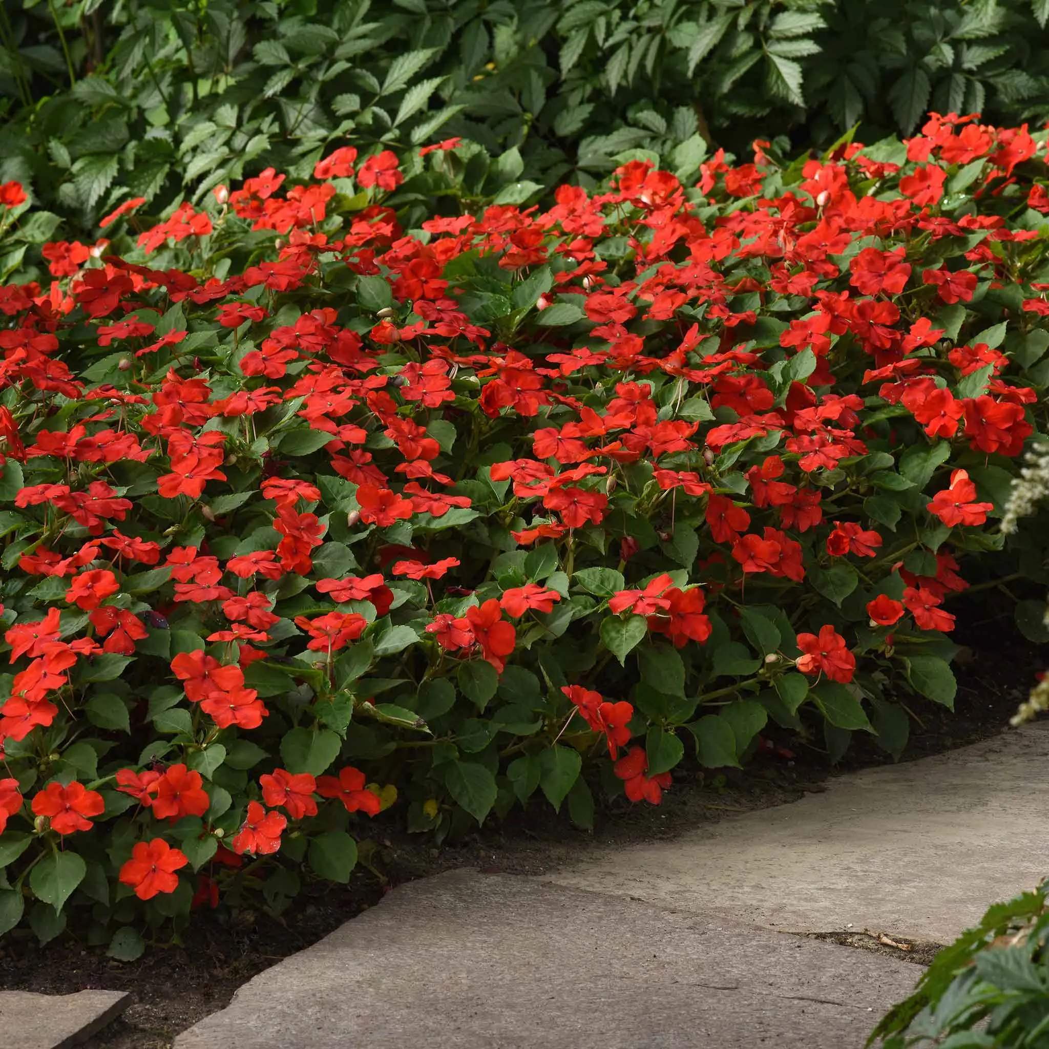 Impatiens Seeds - Beacon Bright Red