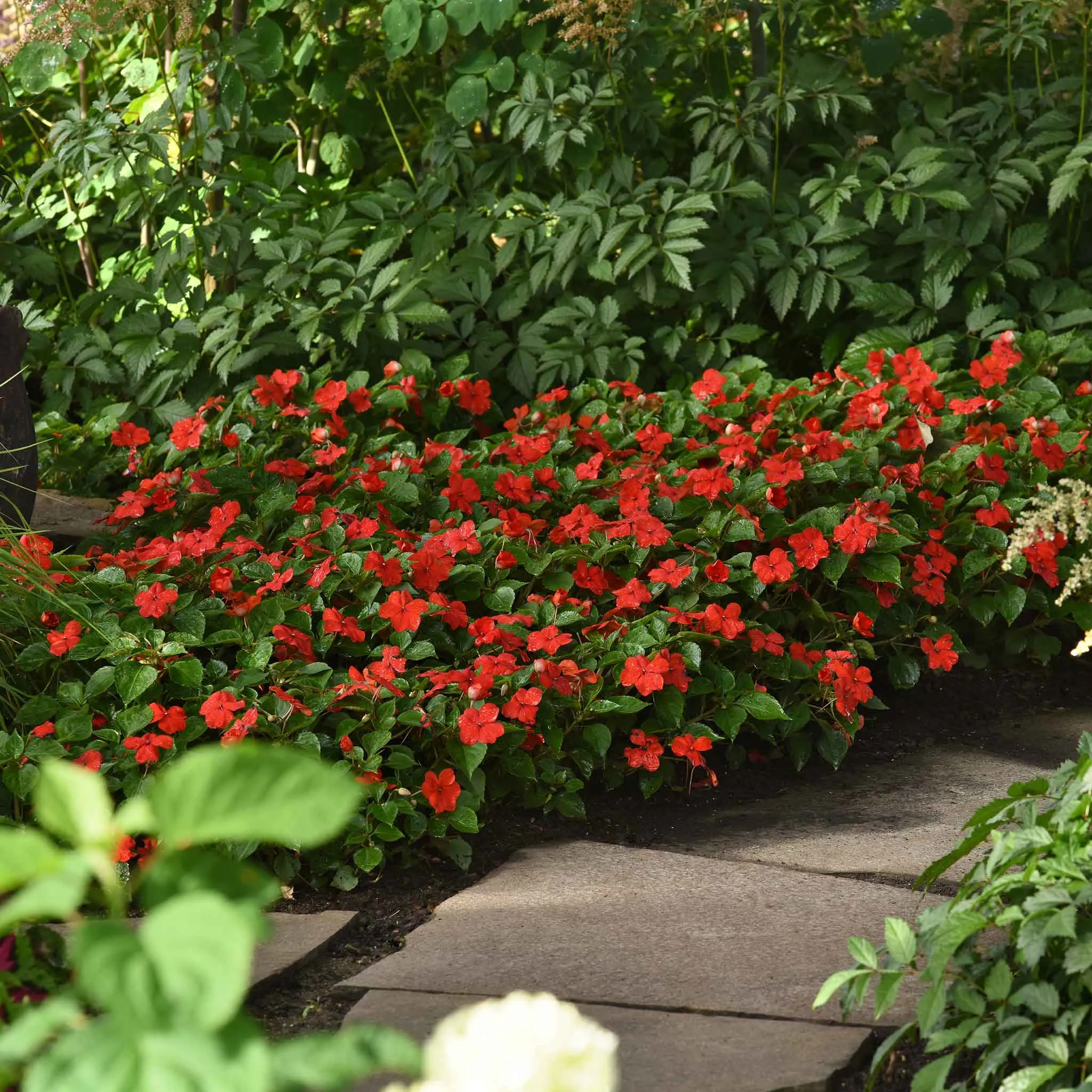 Impatiens Seeds - Beacon Bright Red