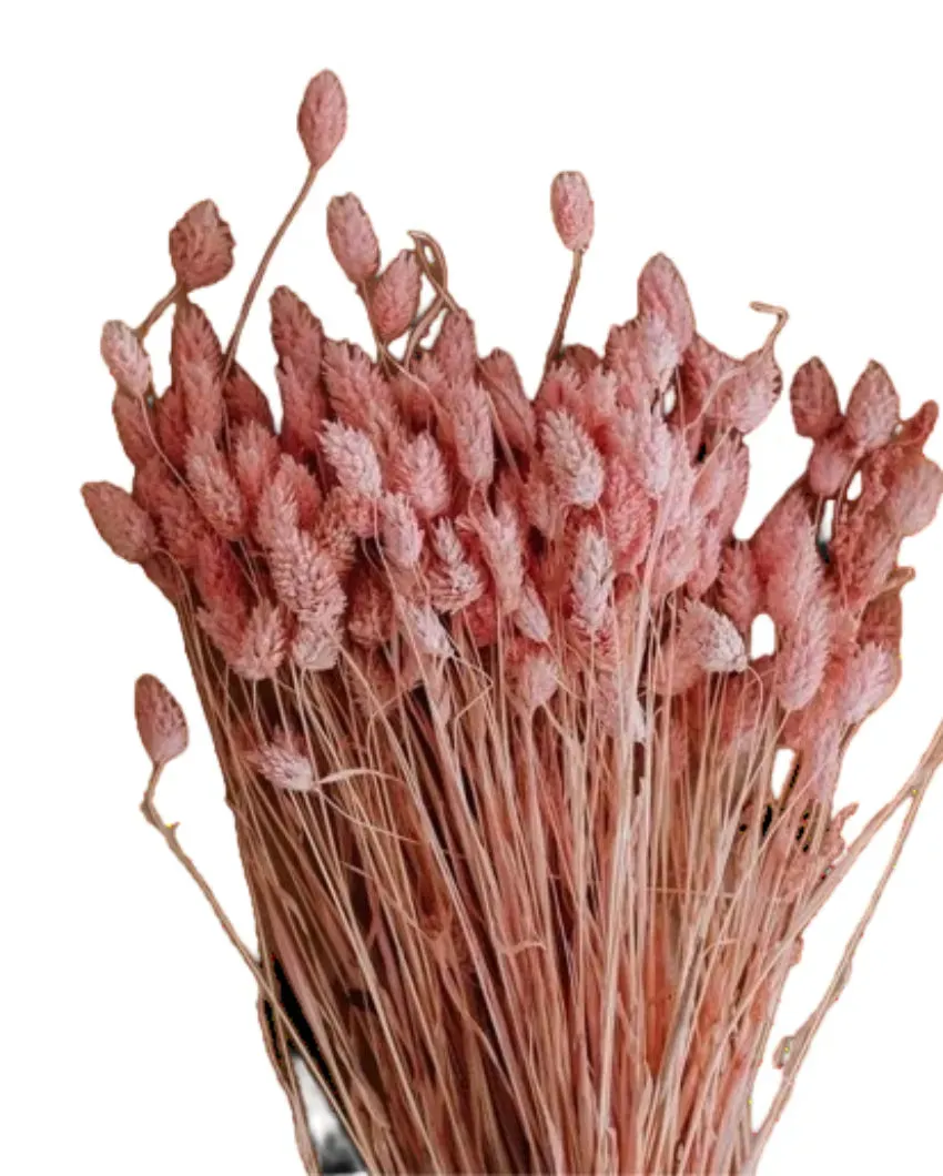 Phalaris Pink Bunch Dried Flowers