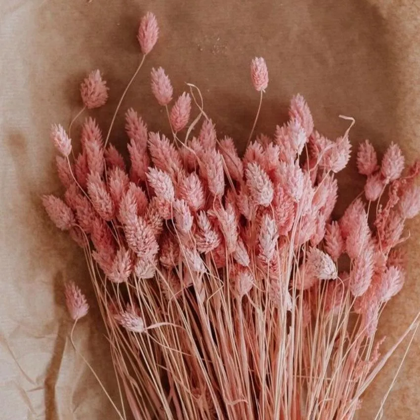 Phalaris Pink Bunch Dried Flowers