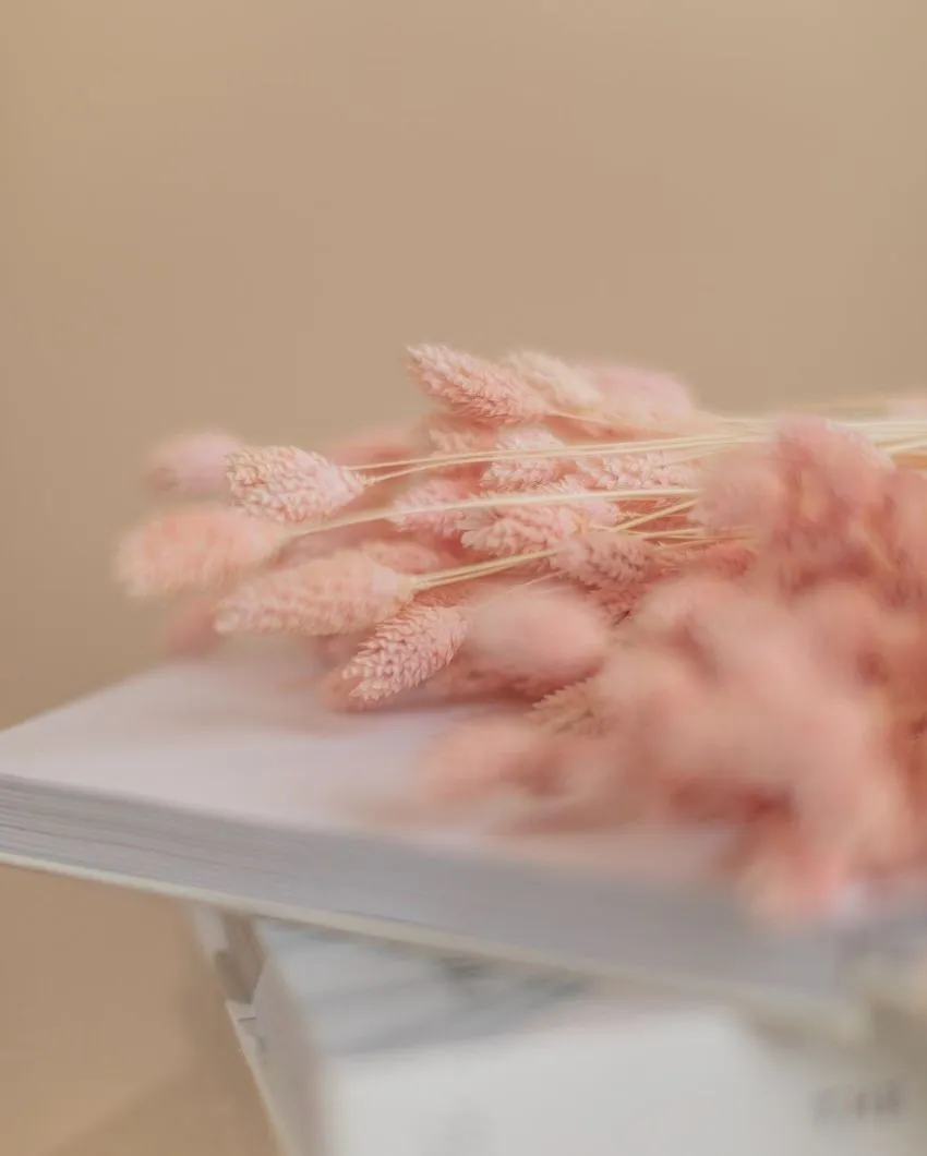 Phalaris Pink Bunch Dried Flowers