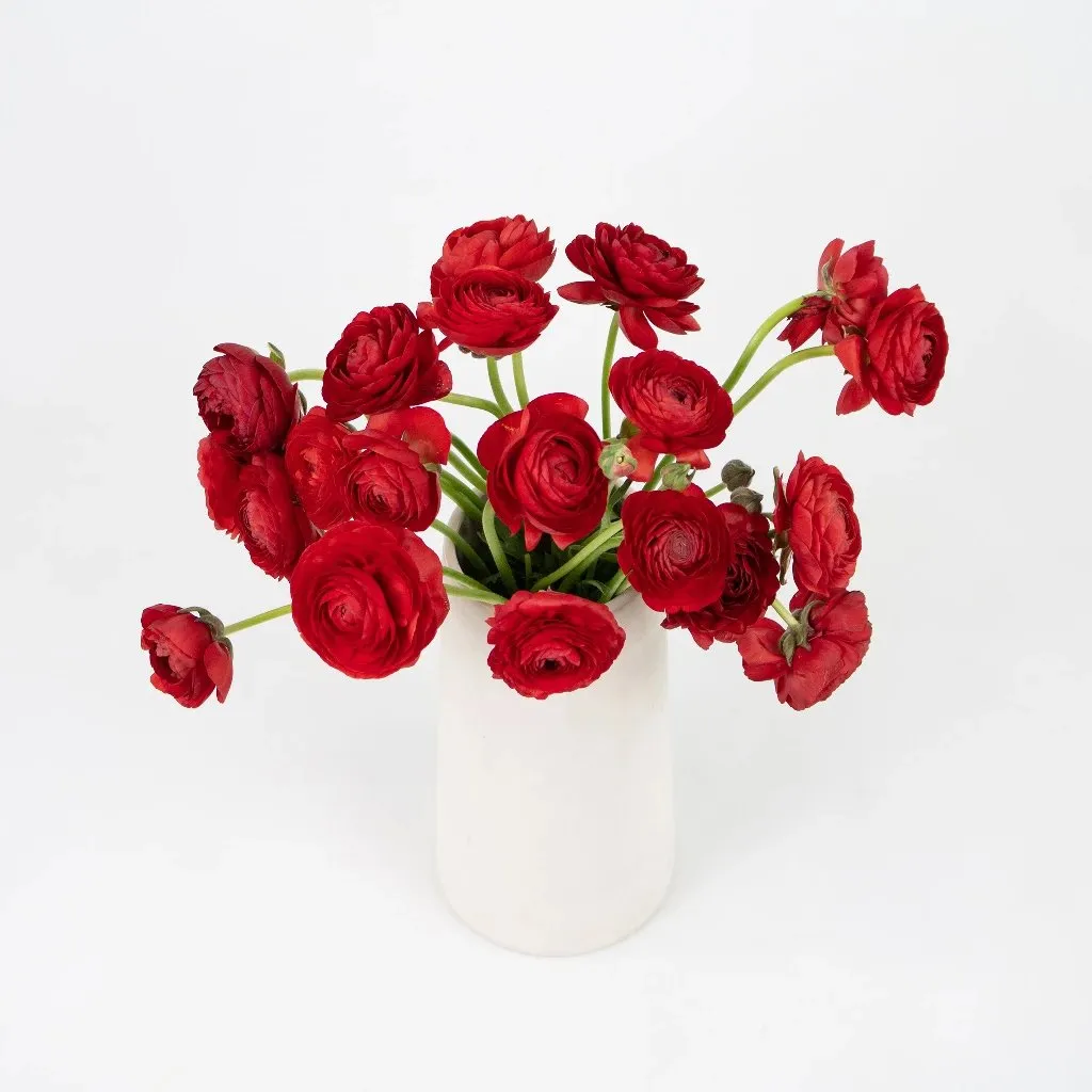 Red Ranunculus Fresh Cut Flower