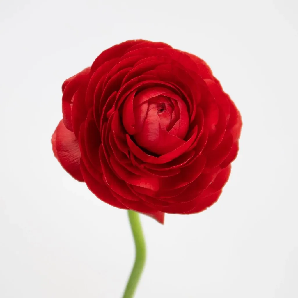 Red Ranunculus Fresh Cut Flower