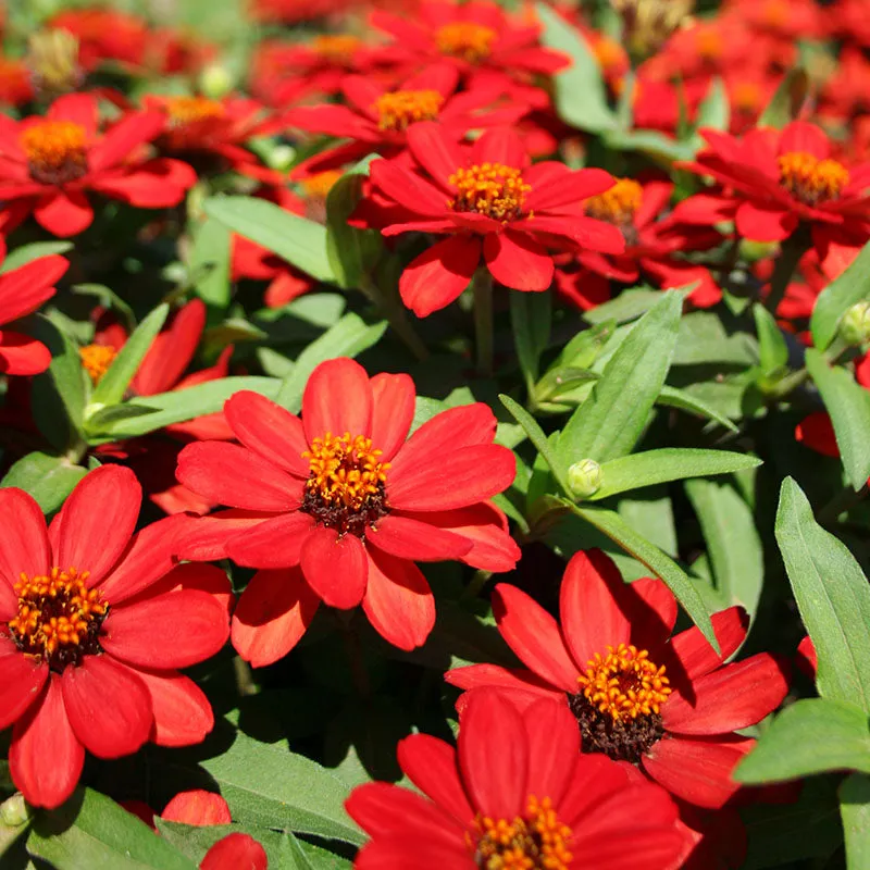 Zinnia Profusion Red Seed